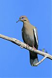 White-winged Dove